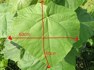桐の葉の大きさに驚く インフォメーション