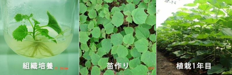 植林される桐の木